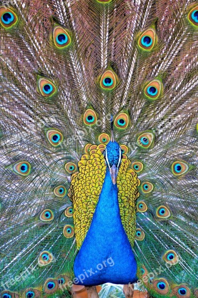 Peacock Peacock Feathers Birds Blue Green