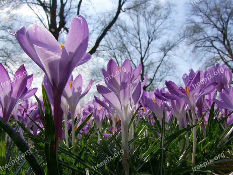 Flowers Spring Park Düsseldorf Sea Of Flowers