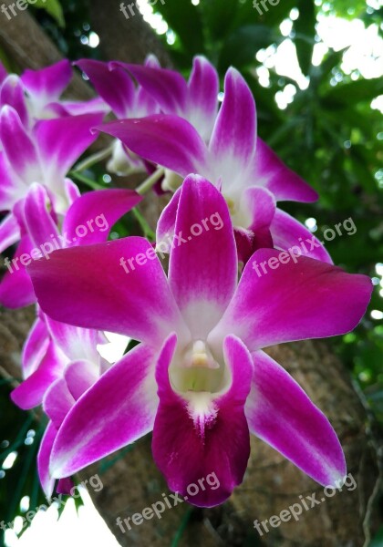 Orchid Blossom Purple Orchids Month Nature