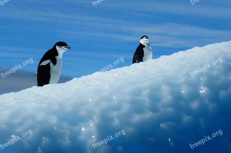 Penguin Antarctica Birds Ice Free Photos