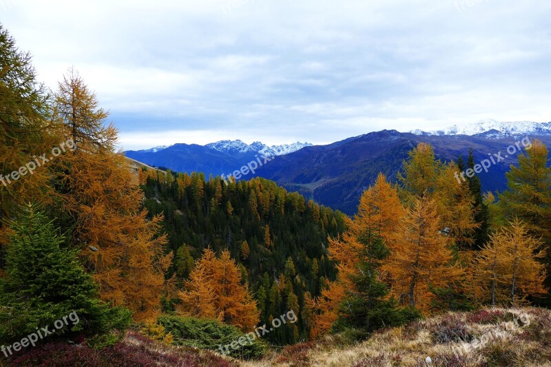 Autumn Larch Davos Mountains Fall Color