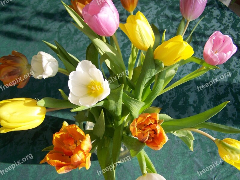 Tulip Bouquet Colorful Tulips Cut Flower Free Photos