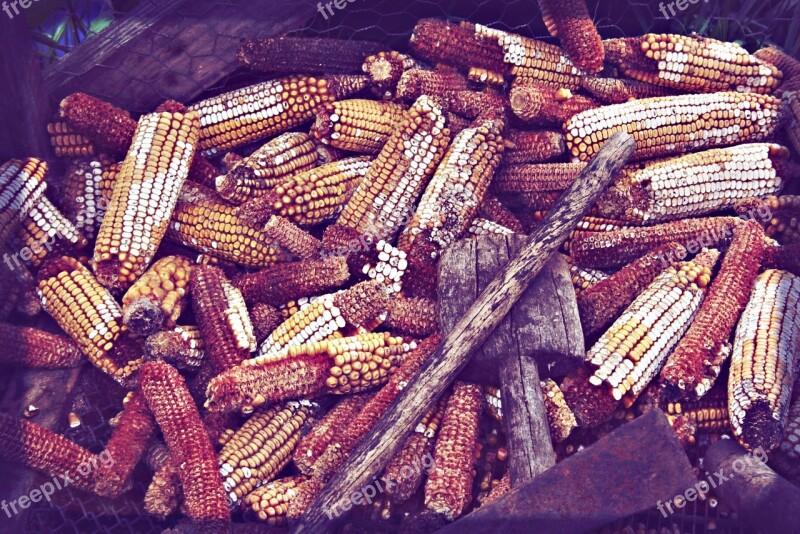 Corn Husk Village Crop Produce