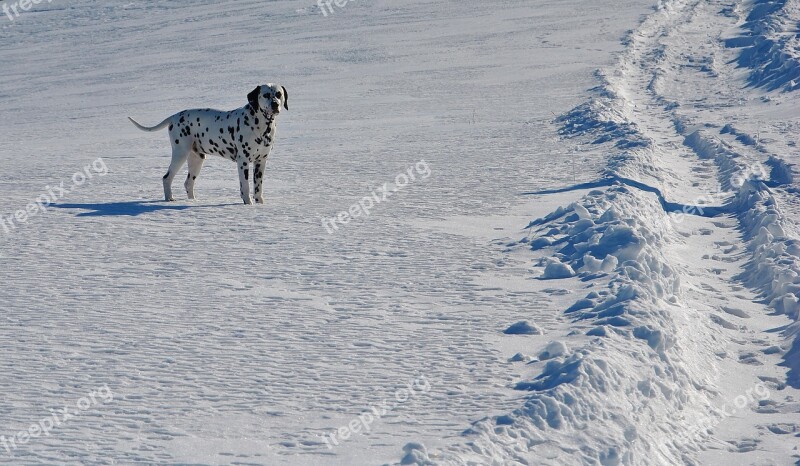 Winter Snow Dog Dalmatian Cold