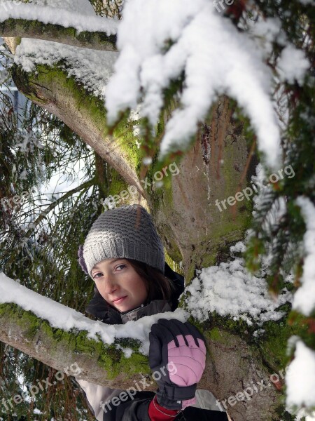 Winter Snow Nature Shrub Fir