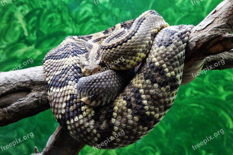 El Salvador Zoo Snake Rattlesnake Herpetology