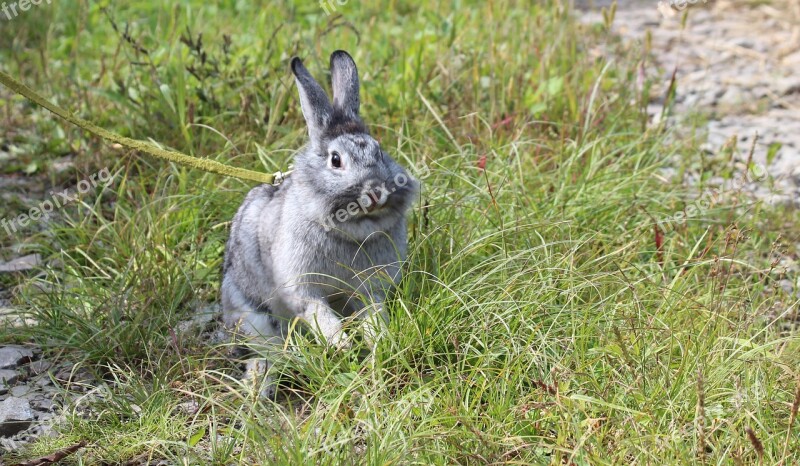 Rabbit Gray Rabbit Green Grass Animal Free Photos