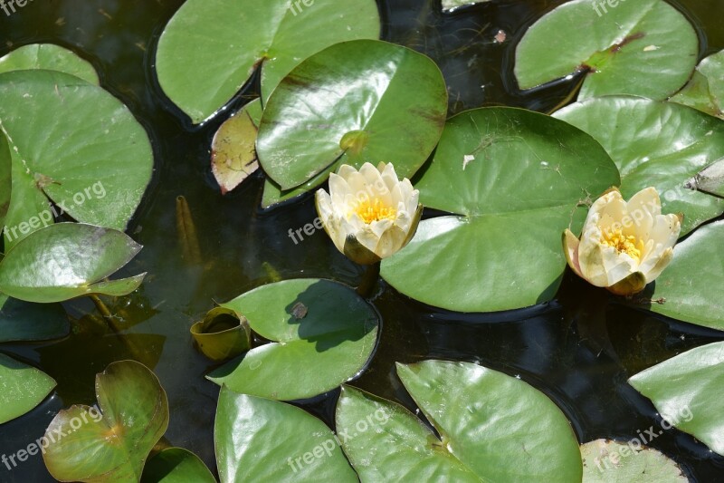 Lotus Kite Flowers Pond Plants Free Photos