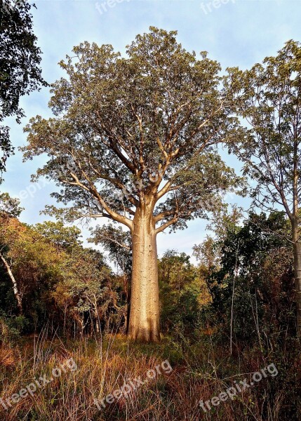 Bottle Tree Australia Botany Native Tree