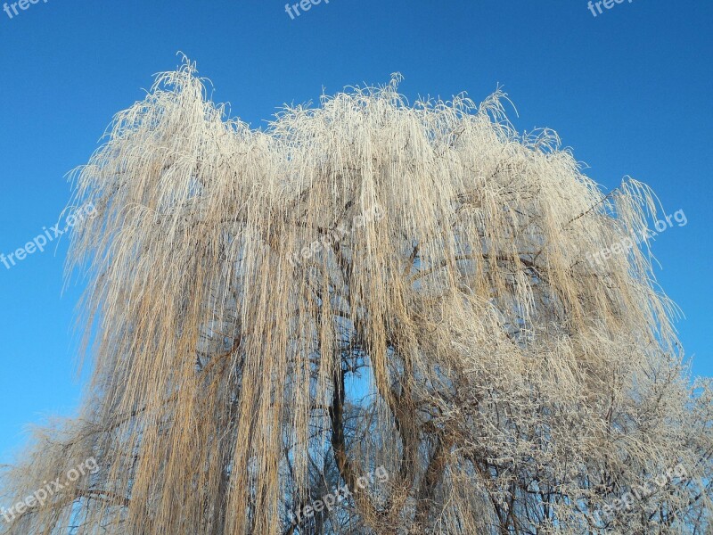 Pasture Winter Frost Cold Sky