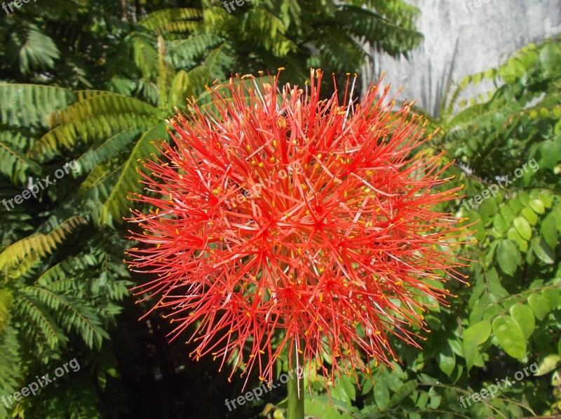 Desert Flower Plant Desert Flower Free Photos