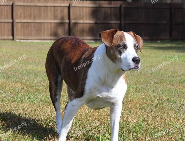 Dogs Rescued Canine Mix Outdoor