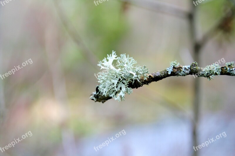 Icelandic Moss Lichen Branch Tree Nature