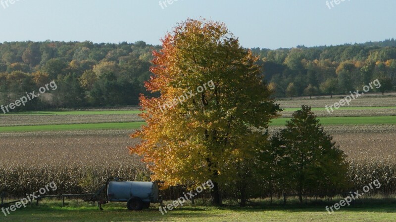 Autumn Tree Golden Autumn Autum Free Photos