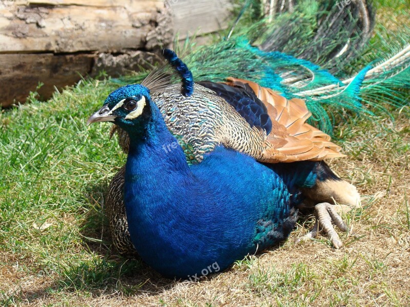 Peacock Zoo Poing Free Photos