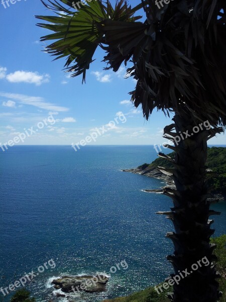 Thailand Tree Coconut Trees Blue Sky Sea