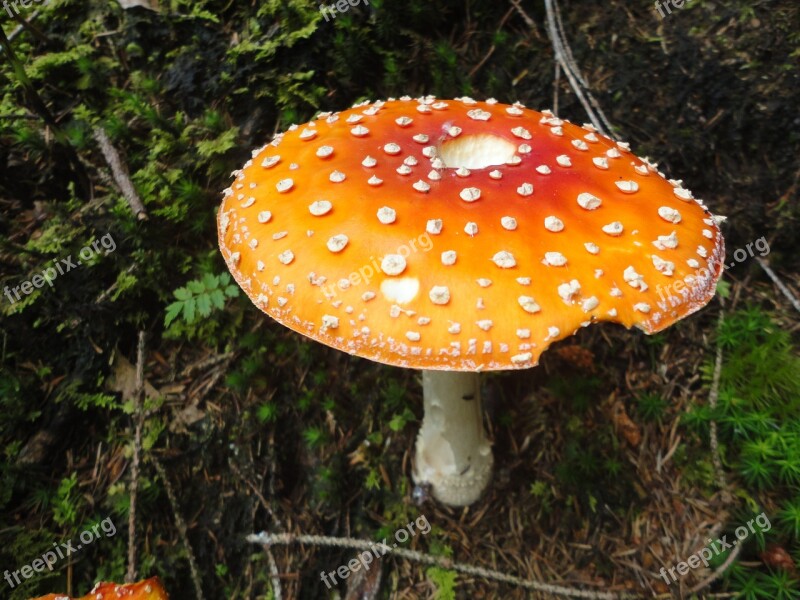 Fly Agaric Forest Toxic Mushroom Red Fly Agaric Mushroom