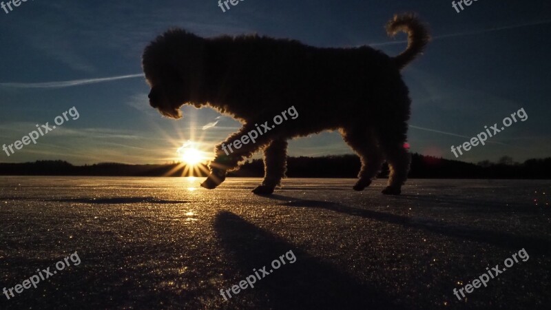 Dog Apricot Poodle Ice Lake