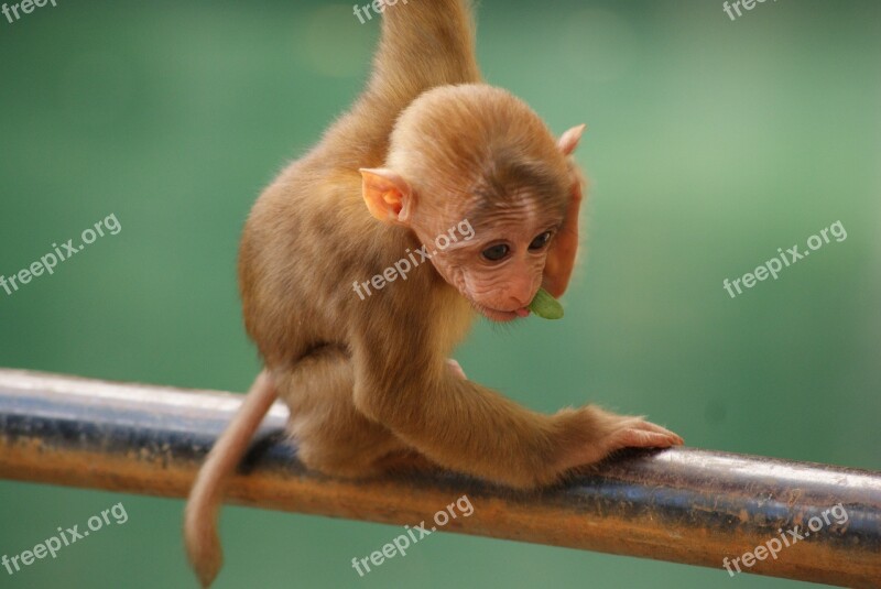 Monkey Baby Animal Cute Wildlife