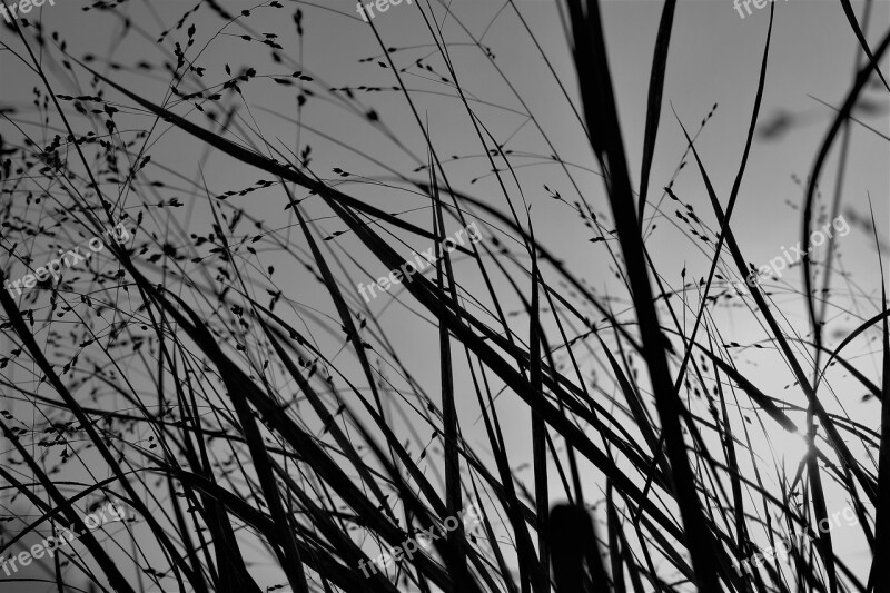 Grass Backlighting Nature Black And White Grasses