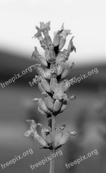 Lavender Plant Flower Spice Black And White