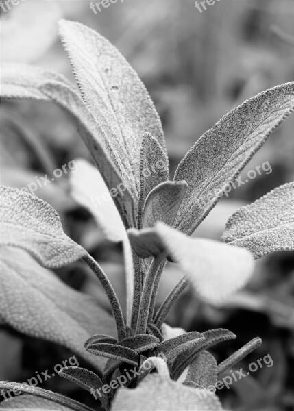 Sage Plant Black And White Herb Garden Plant