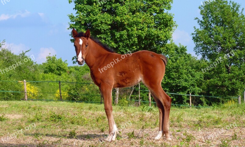 Horse Pure Arab Blood Horses Breeding Horses Arabic