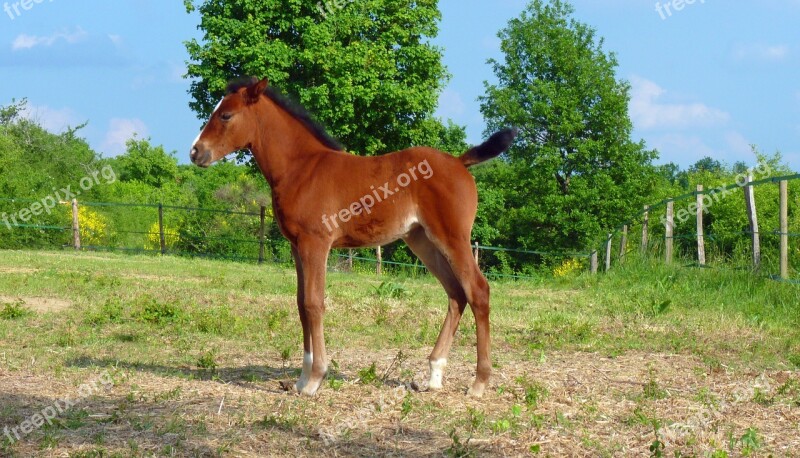 Horse Pure Arab Blood Horses Breeding Horses Arabic