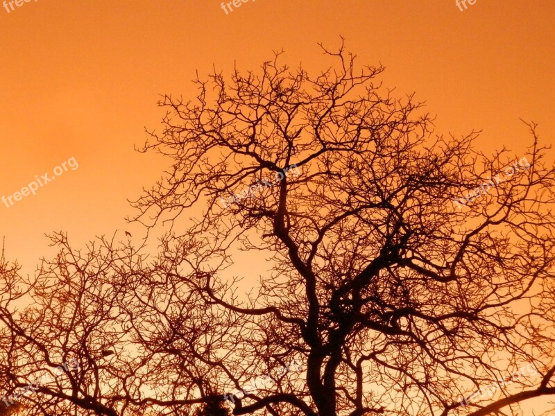 Tree Sky Sunset Orange Branch