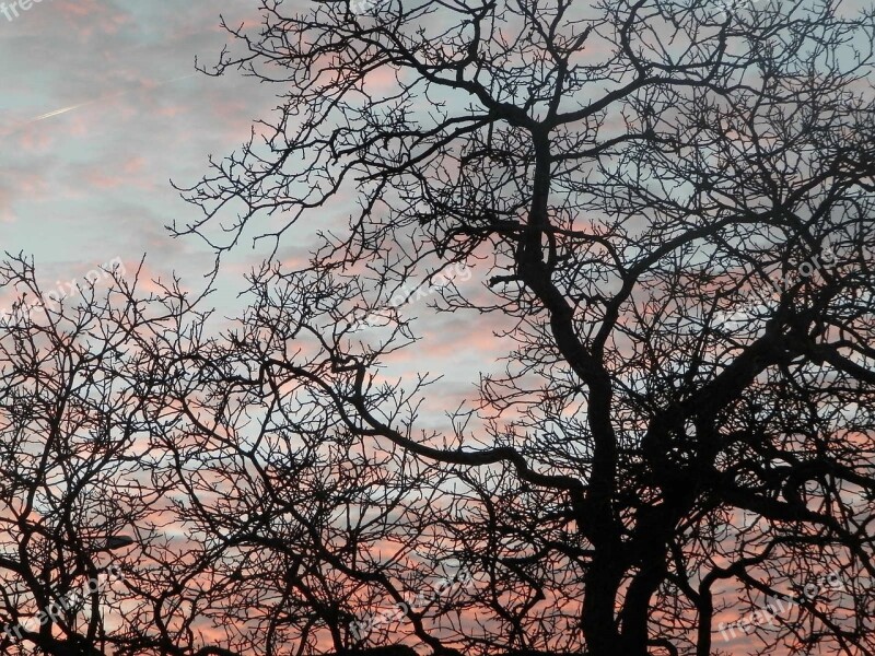 Tree Sky Night Sunset Pink