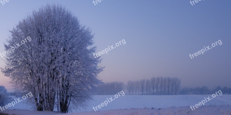 Tree Winter Snow Winter Tree Bare Tree