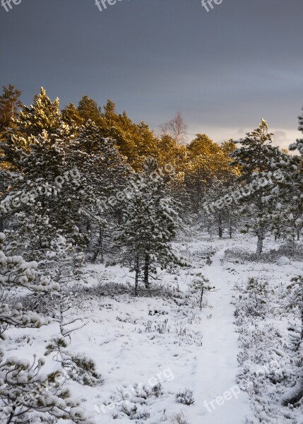 Swamp Winter Evening Snow The Path