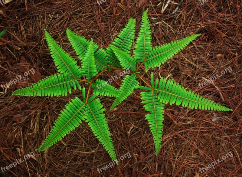 Fern Top Fern Pine Needle Top View Fern Free Photos