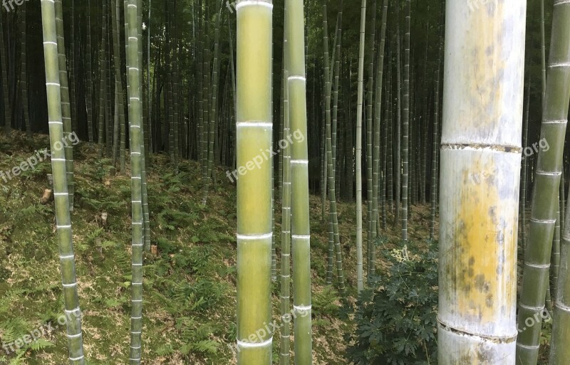 Bamboo Woods Forest Asia Green