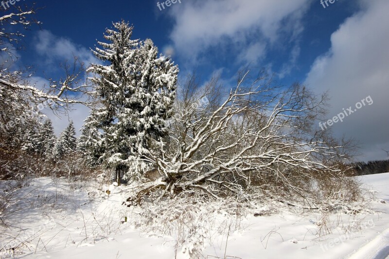 Winter Spruce Tree Snow Forest