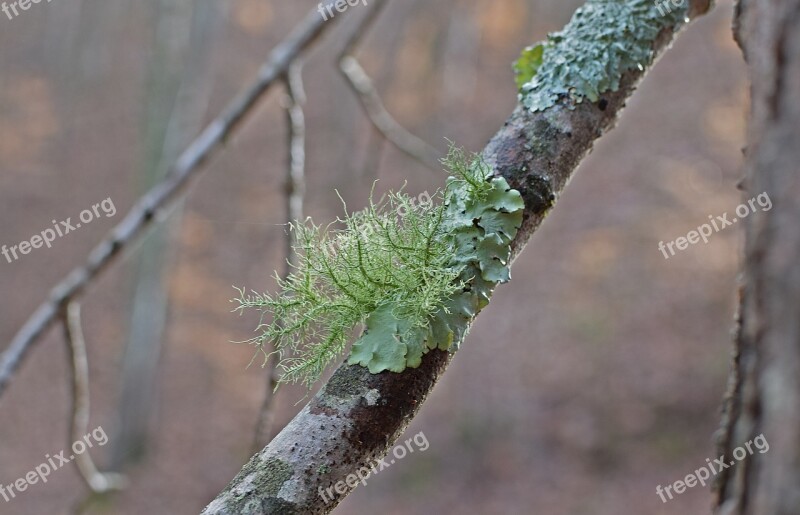 Lichens On Fallen Branch Lichen Symbiotic Cyanobacteria Fungi