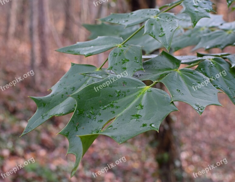 Holly Leaves Winter Raindrops January Shrub