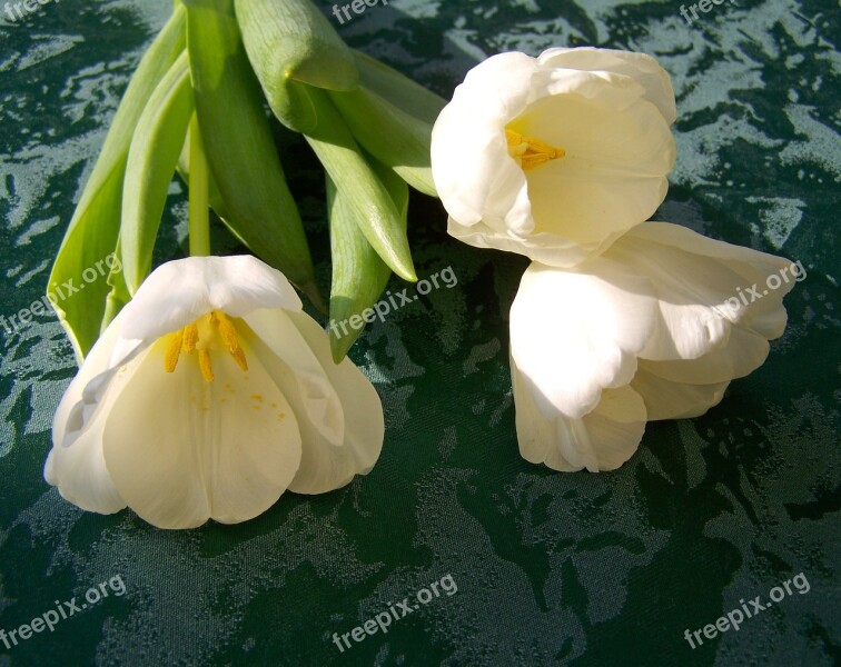 Tulip White Flower Cut Flower Free Photos