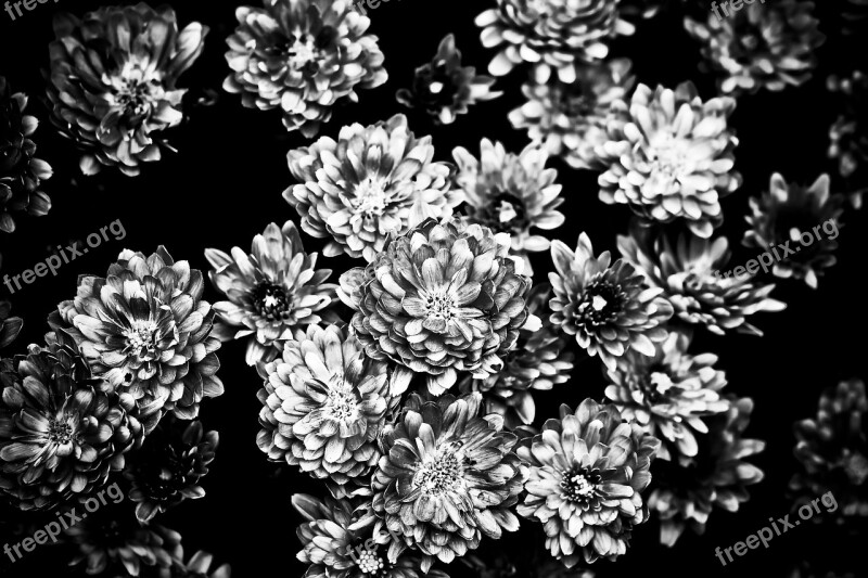 Chrysanthemums Flower Plant Close Up Garden Chrysanthemum