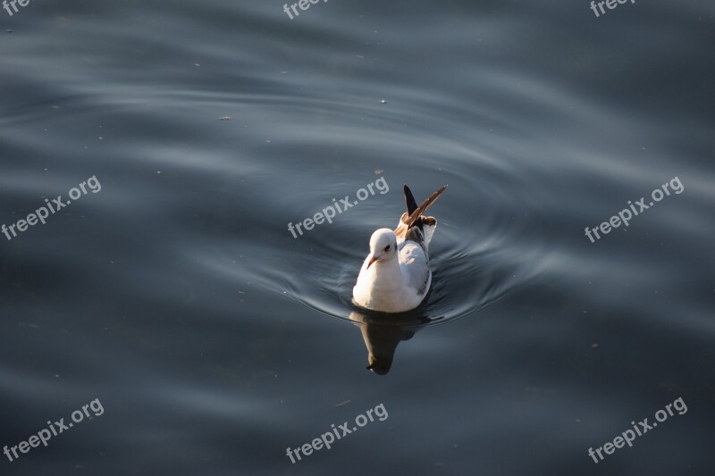 Seagull Water The Nature Bird