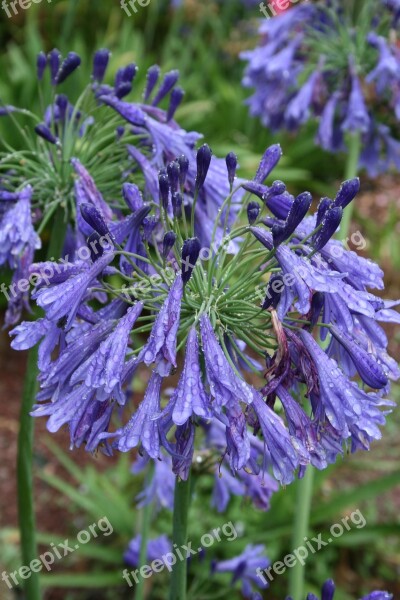 Agapanthus Blue Flowers Flower Plant Flowering