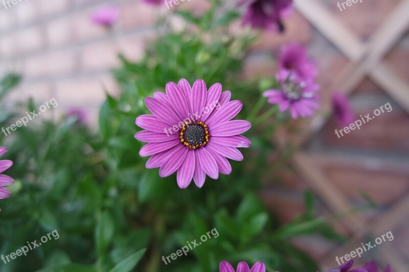 Flower Flowers Nature Garden Small Flower