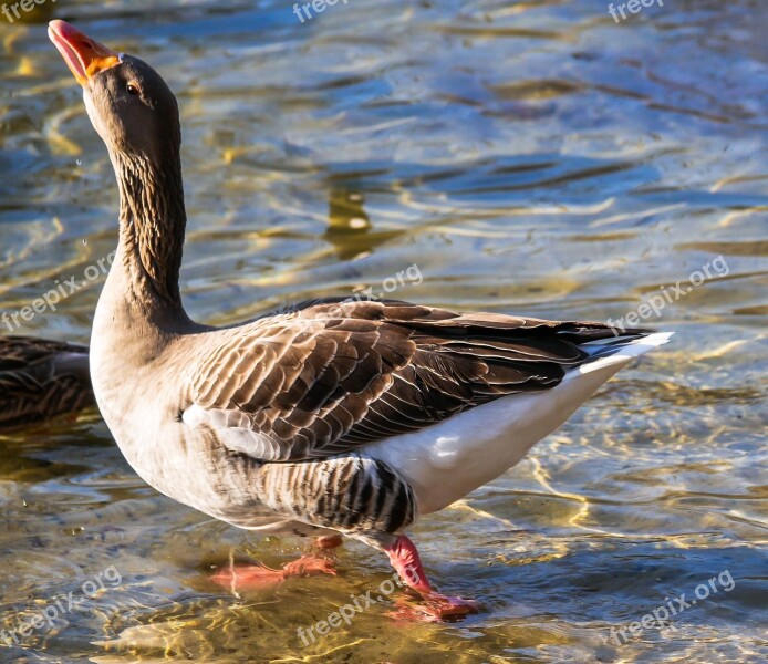 Animal Goose Water Bird Pride Intervention