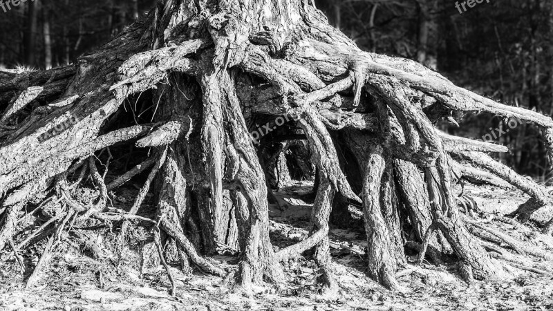 Root Tree Root System Tree Root Wood