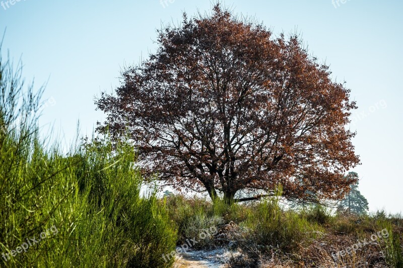 Crown Kahl Oak Winter Broom