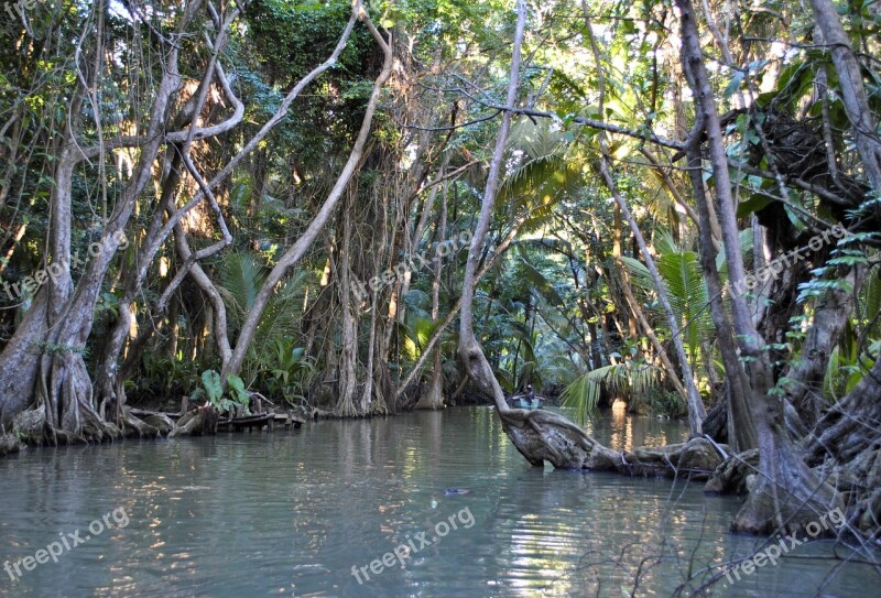 Dominica Rainforest Jungle Caribbean River