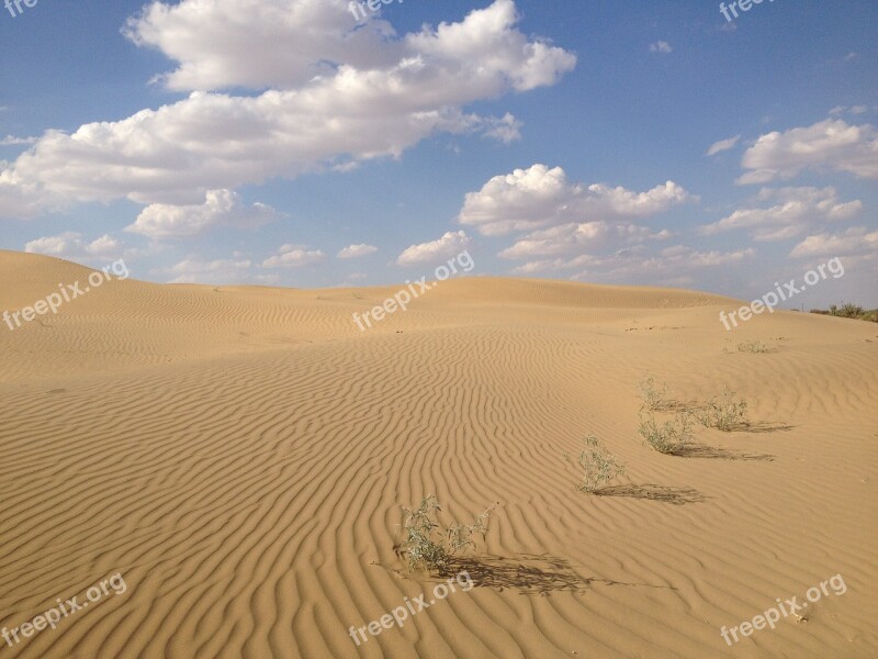 Desert India Nature Thorny Arid