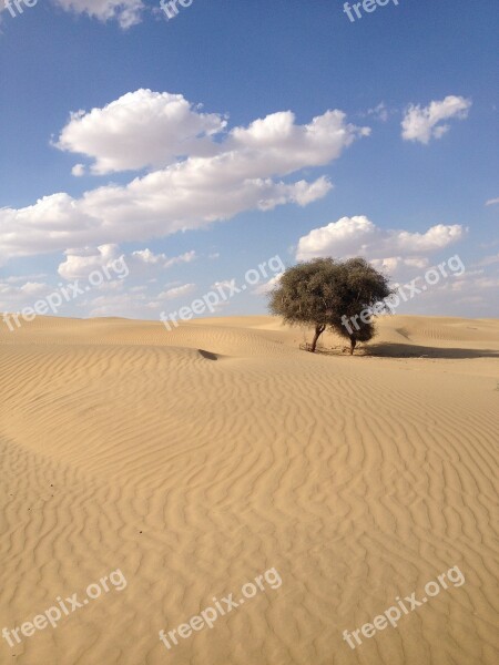 Desert India Nature Thorny Arid