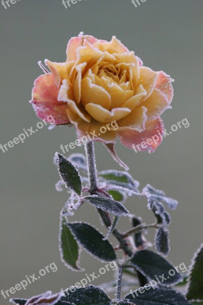 Rose November Winter Frost Flower