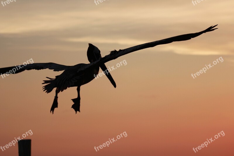 Pelican In Flight Evening Sky Atmosphere Flying Florida